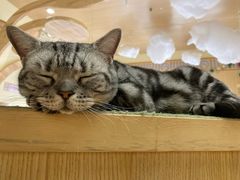 -猫和宫(六道口店)