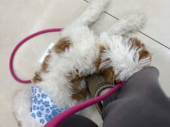 -北京观赏动物医院·24小时大型综合·猫专科·异宠专科