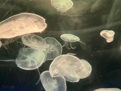 -深圳野生动物园