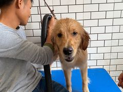 -趣玩宠物乐园寄养训犬训狗游泳池