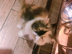 -more than meow吴止猫主题餐厅(承德 中船汇店)