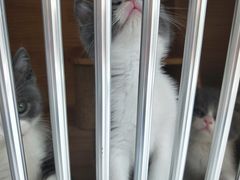 -柚子猫舍·精品猫舍购猫·猫咪认养·购宠·宠物店