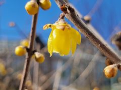 -国家植物园南园