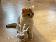 -猫腻·猫咖·撸猫馆(星光大道店)