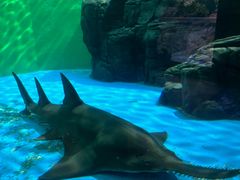 -上海海洋水族馆