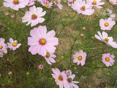 android_upload_pic-北京东方普罗旺斯薰衣草庄园