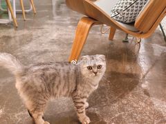 猫咪-拾壹cafe·工作室