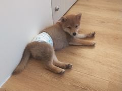 -柴犬小屋·柴餐厅·狗咖食堂(金鼎广场店)