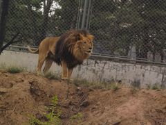 -石家庄市动物园