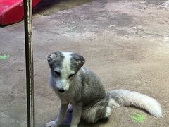 -芜湖新华联大白鲸海洋公园