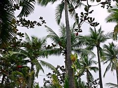 -三亚珠江南田温泉度假区