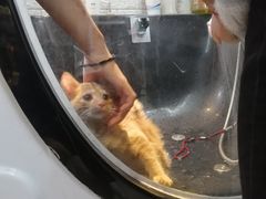-胖胖板凳面