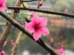 -重庆彩云湖湿地公园