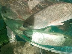 -沿海渔家院海鲜烧烤·东北菜(东戴河店)
