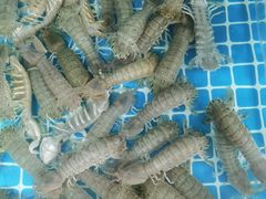 -宾朋海鲜美食餐厅·特色美食(兴海路店)