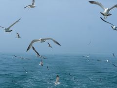 -海驴岛(荣成市)