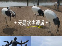 -盐城丹顶鹤湿地生态旅游区