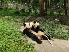 -都江堰中华大熊猫苑