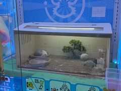 -汤姆熊欢乐世界(大连恒隆广场店)