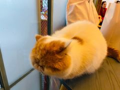 -喵屿·大理花园猫咖