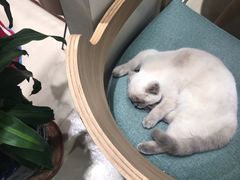 -藏猫猫咖啡主题馆(中央大道店)