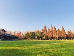 -合肥滨湖国家森林公园