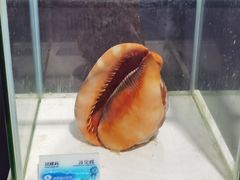 -贝壳梦幻世界