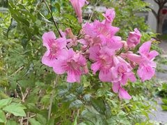-深圳国际园林花卉博览园