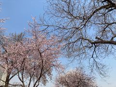 -桃花堤公园