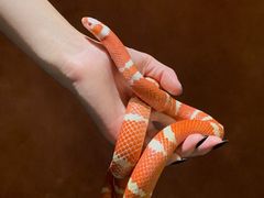 -帕帕拉兹宠物(亚洲旗舰店)