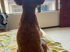 -宠福鑫康馨动物医院·骨科·眼科