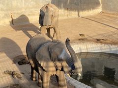 -西霞口神雕山野生动物世界