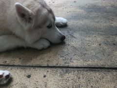 -TrueLove @ Neverland (Husky Cafe)