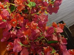 -觅山云南菜(泊富ICITY店)