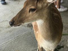 -鹿境梅花鹿生态园区