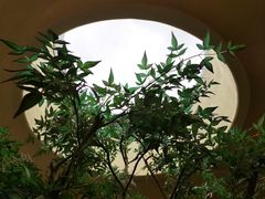 -白茶原·一片叶子