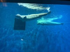 -芜湖新华联大白鲸海洋公园