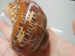 -青岛贝壳博物馆