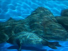 -上海海洋水族馆