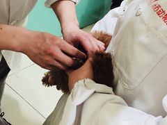 -米苏动物医院·犬猫专科·骨科外科内窥镜