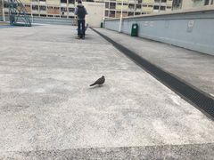 -彩虹村