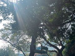 -九龙公园