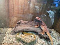 -酷以爬仙阁实体爬宠店·守宫·蜥蜴·专业繁育