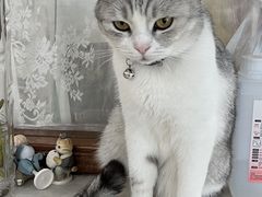 -共舞时光猫咖·狗咖(新街口店)