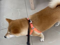 -爱侣宠医·鹦鹉专科·小型哺乳类·异宠专科(灵石路店)