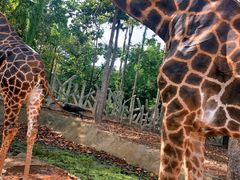 -清迈夜间动物园