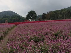 -广州市石门国家森林公园