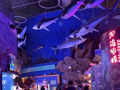 -烟台海昌鲸鲨海洋公园