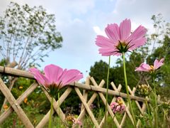 -北京西山国家森林公园
