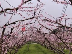 -桃花岛景观公园